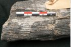 Foto (Detailansicht) von Calamites communis Ettingshausen (NHMW-GEO-2024-0188-10957)